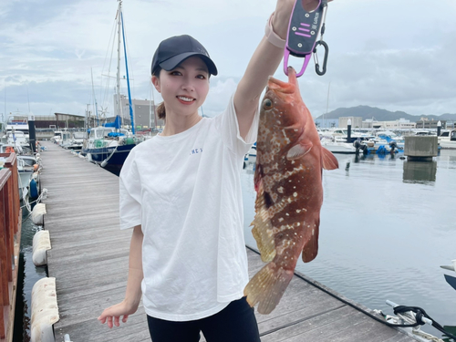 アコウの釣果