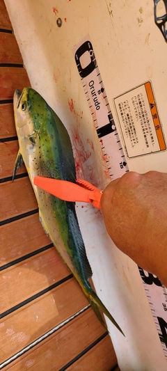 シイラの釣果