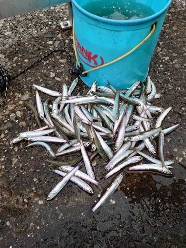 カタクチイワシの釣果