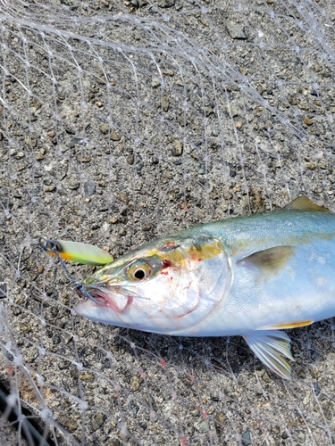 ハマチの釣果