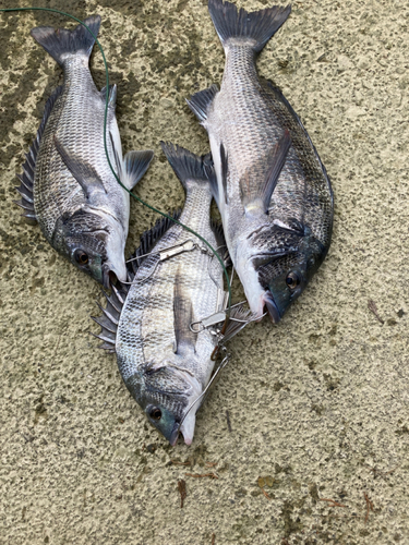 クロダイの釣果