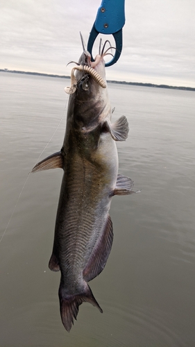 アメリカナマズの釣果