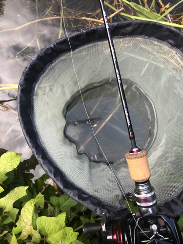 アブラハヤの釣果