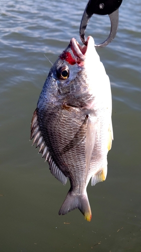 キビレの釣果