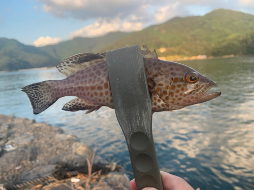 オオモンハタの釣果