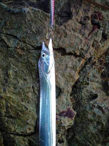 タチウオの釣果