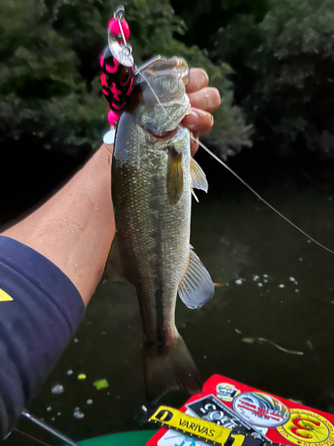 ラージマウスバスの釣果