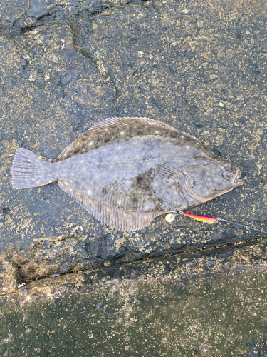 カレイの釣果