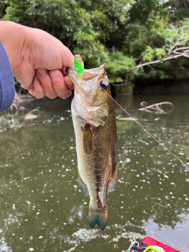 ラージマウスバスの釣果