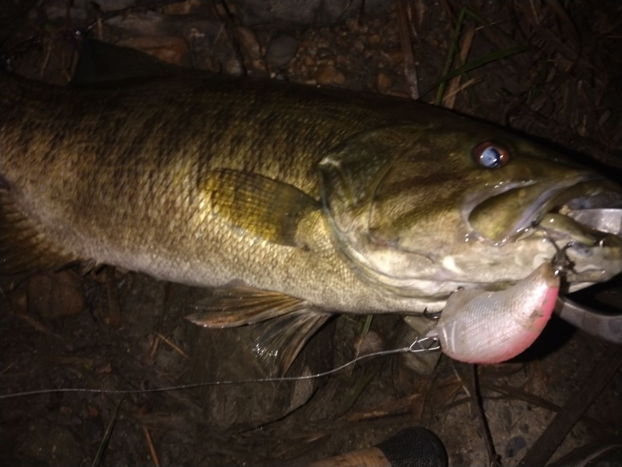 スモールマウスバス