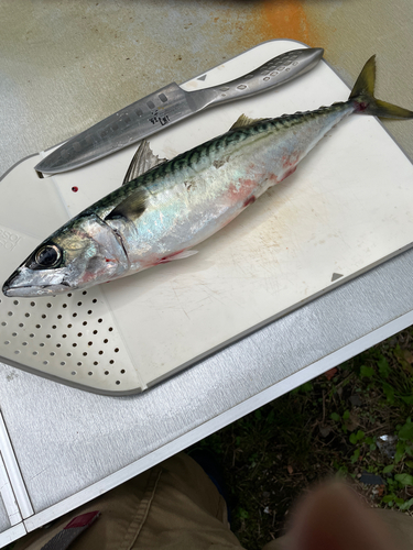 サバの釣果