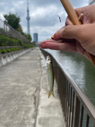 マルタウグイの釣果