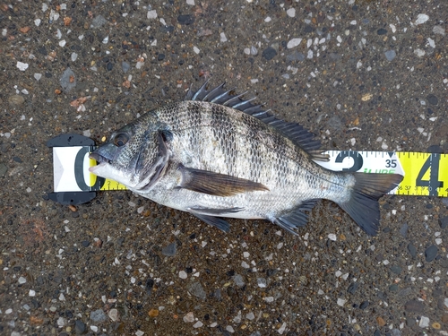 チヌの釣果