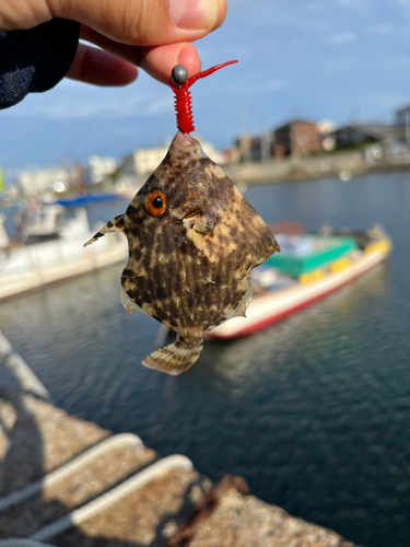 トゲカワハギの釣果