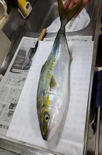 メジロの釣果