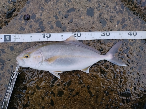 ショゴの釣果