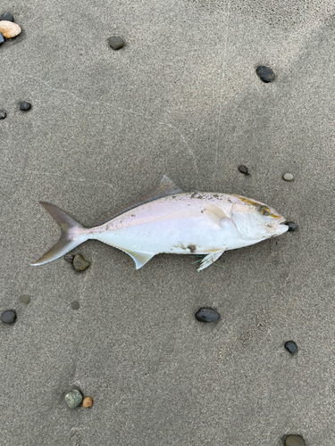 ショゴの釣果