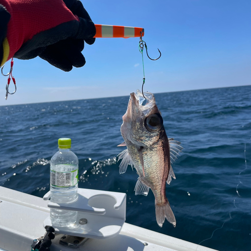 オオメハタの釣果