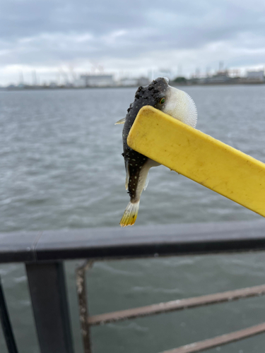 フグの釣果