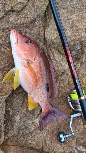 モンツキイサキの釣果