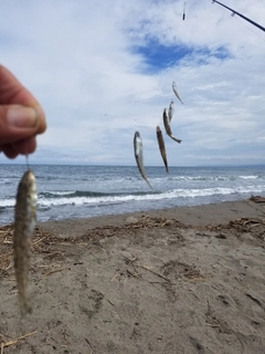 キスの釣果