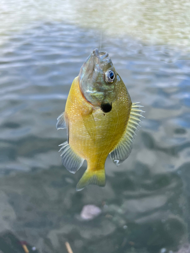 ブルーギルの釣果