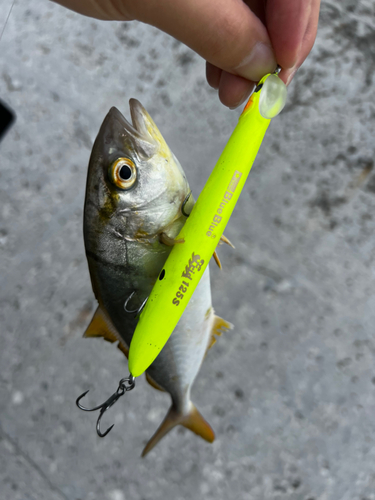 ショゴの釣果