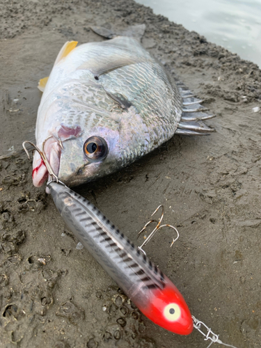 キビレの釣果