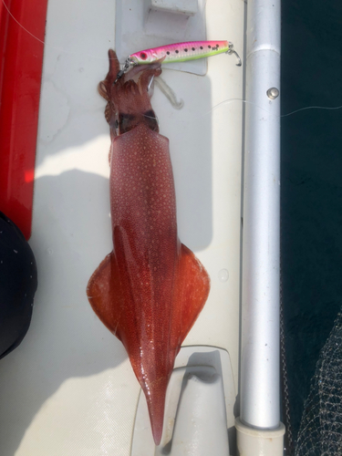 マイカの釣果