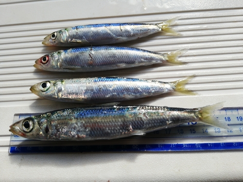 ウルメイワシの釣果