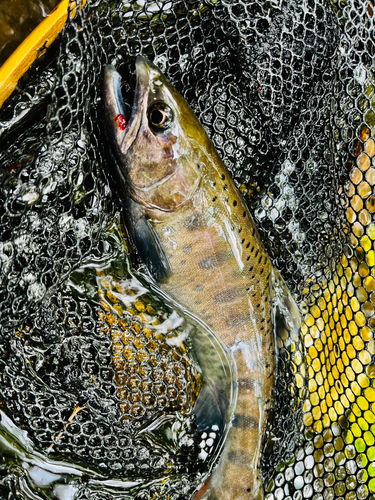 ヤマメの釣果