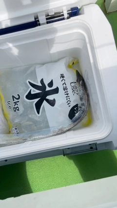タチウオの釣果