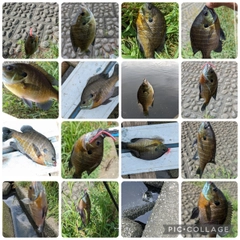 ブルーギルの釣果