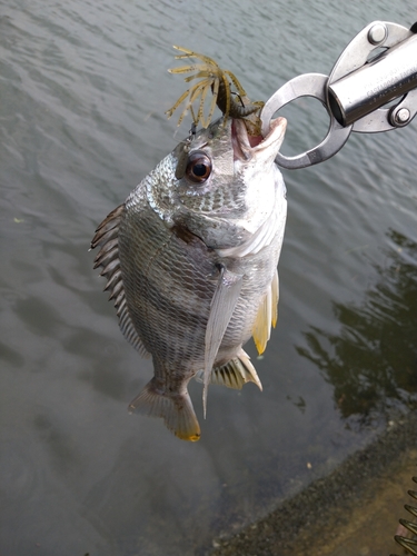 キビレの釣果