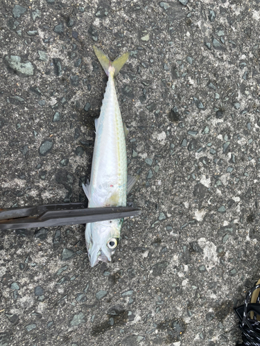 サバの釣果