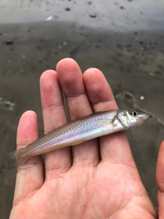 シロギスの釣果