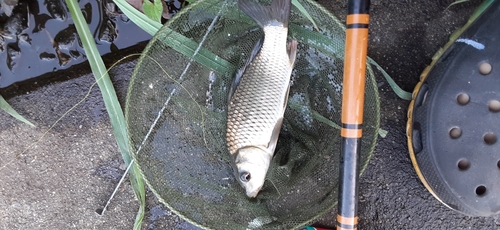 フナの釣果