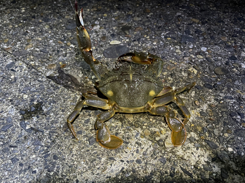 ワタリガニの釣果