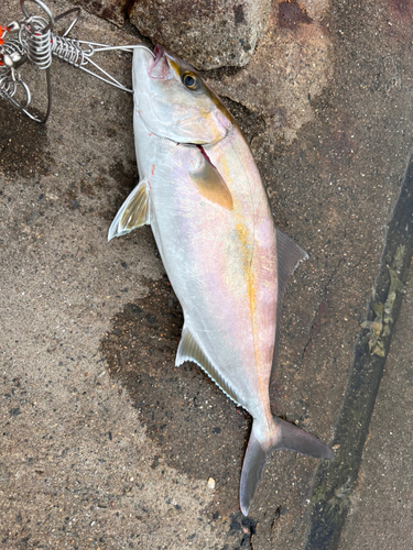 ショゴの釣果