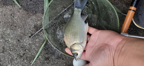 ヘラブナの釣果