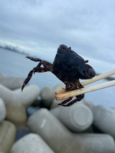 カニの釣果