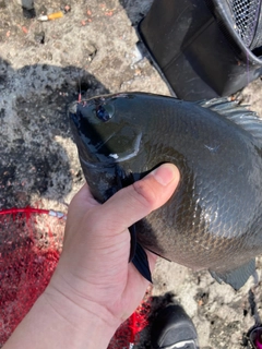 メジナの釣果