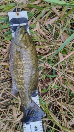 スモールマウスバスの釣果