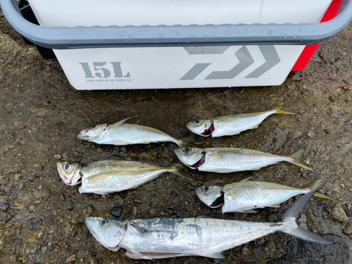 アジの釣果