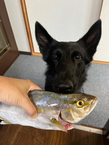 ショゴの釣果