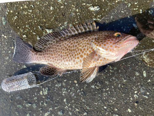 オオモンハタの釣果