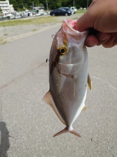 シオの釣果