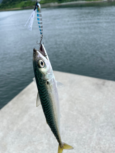 サバの釣果