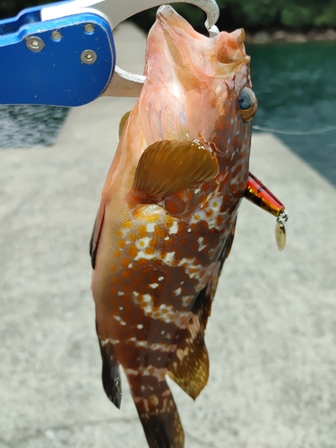 キジハタの釣果