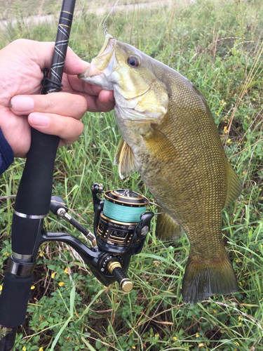 スモールマウスバスの釣果